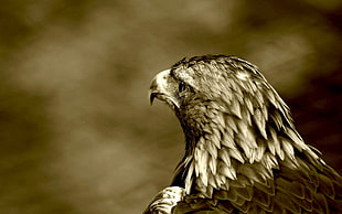 sepia photography of Bald eagle